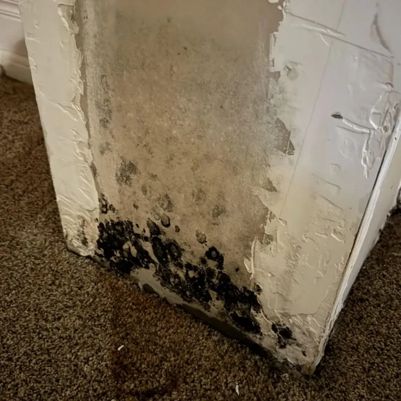 Professional Mold Removal in Reading, MA